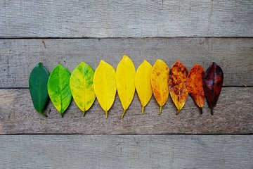 Colors of autumn leaves