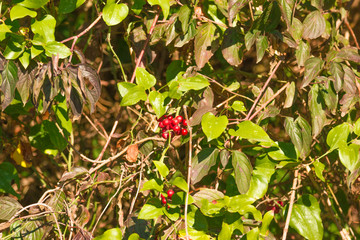 Autumn landscape Caucasus
