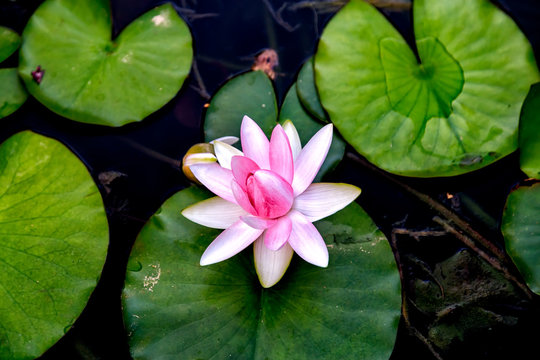 Blossom pink waterlily in pond