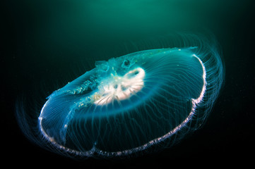 Beautiful Aurelia jellyfish in the dark.