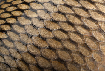 Сarp squama fish background