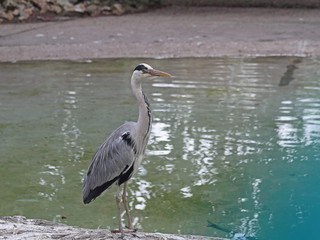 Graureiher