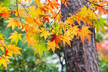 Maple leafs changing colors in Kyoto, Japan