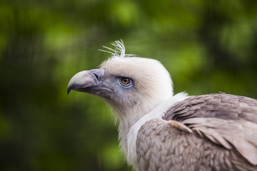 Portrait d'un vautour fauve