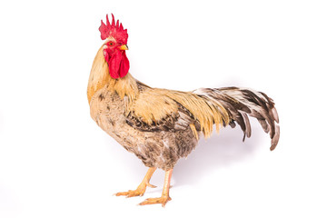 Hahn im Studio © Magnus Pomm