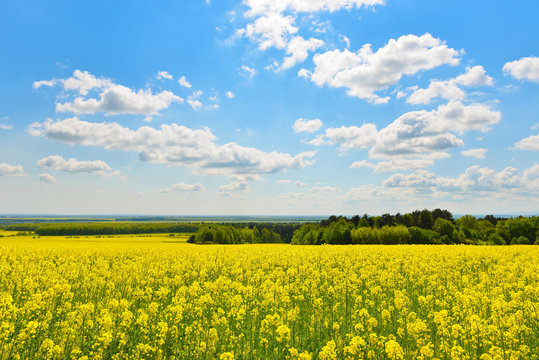 Rape field