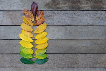 Colors of autumn leaves