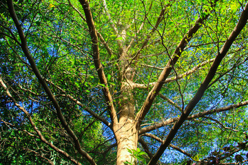 Fototapeta premium Ivory coast almond tree or Black afara tree at my home in Thailand