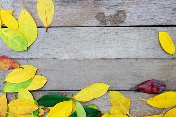 Colors of autumn leaves