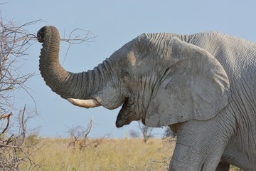 Afrikanischer Elefant (Portrait) im Etosha Nationalpark