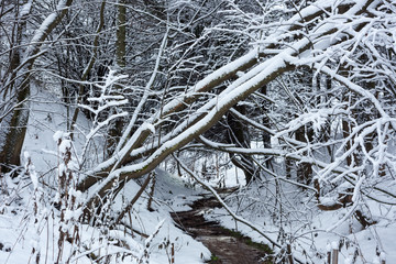 Winter forest