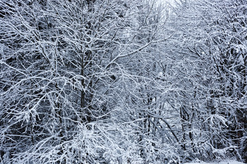 Winter forest