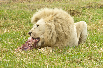Male white lion enjoying a meal