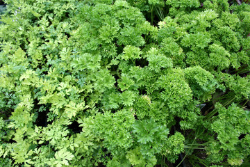 organisch lifestyle petersilie kulisse gesund lifestyle bio gew&uuml;rz