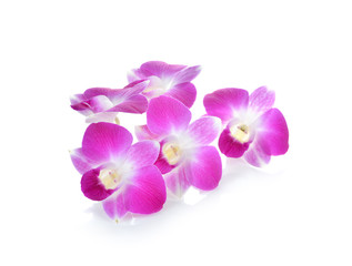 Fototapeta na wymiar Thai Orchid flower on white background
