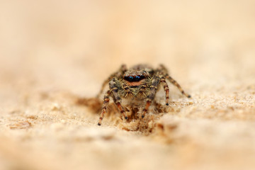 Springspinne