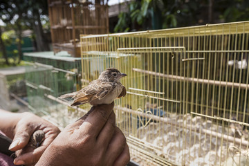 Colorful cages for sale at the bird market in Yogyakarta, Java,