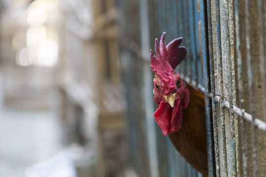 Angry chicken or hen in the cages for sell in the market. Tortur