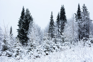 Obraz premium Winter forest