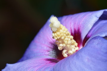 Hibiskusblüte © nounours1