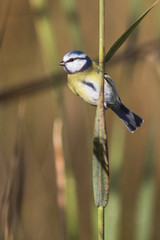 Mésange bleue sur un roseau
