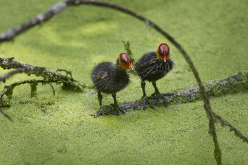 Poussin de foulque macroule