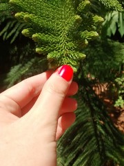 Pinheiro toque nos galhos