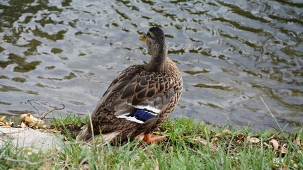 Duck glazing at the flowing water
