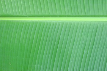 Banana Leaf