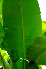 Banana Leaf