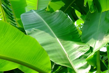 Banana Leaf