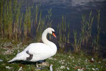 Swan on a background of grass and water
