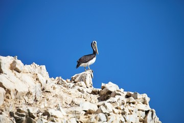 vast colonies of Guany cormorant, Phalacocorax bougainvillii , on the cliff, Islas de Ballestas, Peru