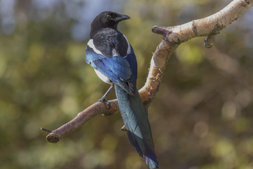 Eurasian magpie
