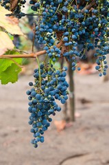 Bunch of red wine grape Cabernet Sauvignon in vineyard ready to harvest. Vertical image