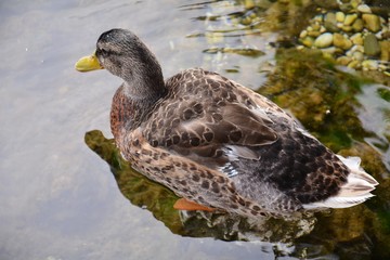 Fototapeta premium Duck in the river