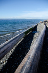 Tall logs frame beach trail near Richmond WA