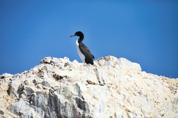  Guany cormorant, Phalacocorax bougainvillii , on the cliff, Islas de Ballestas, Peru