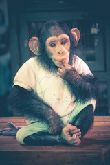 Cute Chimpanzee Wear Clothing Sit on Table - Samut Prakan, Thail