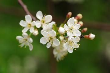 White cherry blossoms and young leaves on green background