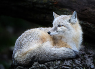 Corsac Fox - Vulpes corsac