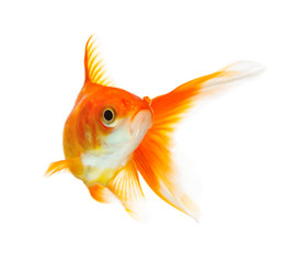 Obraz premium Gold fish