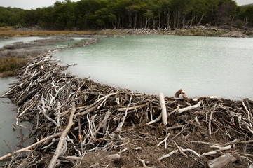 Beaver Dam - Tierra Del Fuego - Argentina