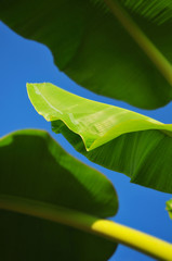 Banana Leaf