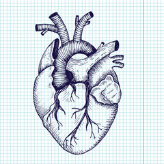 Anatomical heart - vector vintage style detailed illustration, human organ - 96843025