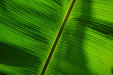 Banana Leaf