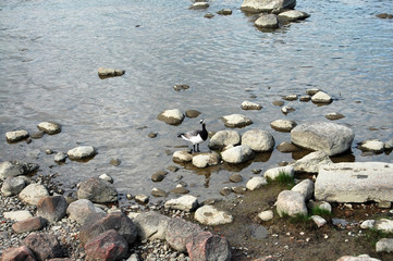 Duck on the shore of the Gulf of Finland