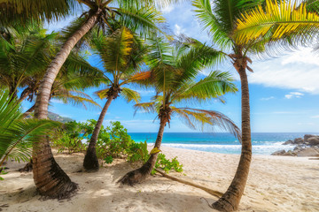 Palms on Anse Intendance beach in Mahe Island, Seychelles