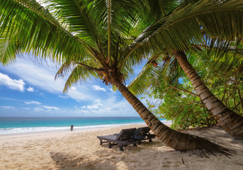 Palm trees on Anse Intendance beach at Praslin island, Seychelles