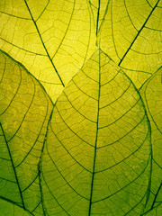Naklejka na ściany i meble Delicate green leaves detail
